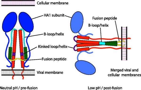 Hemaglutinina HA1 Sítio de ligação ao receptor