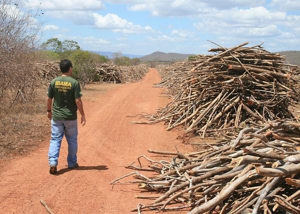 Neste caso o uso deste recurso provoca um sério risco ambiental, já que a maioria da madeira consumida vem de florestas remanescentes da Caatinga e que ainda não possuem planos de gestão sustentável.