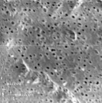 cultivos de Spirulina, as membranas foram agrupadas em um feixe vertical de 10 fibras, com comprimento médio de 0,5 m (Figura 2a), sendo a