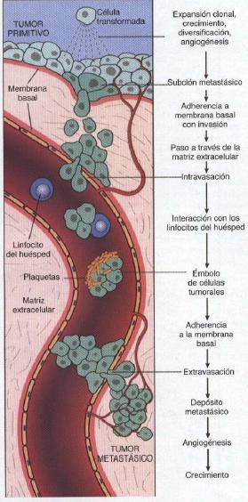 Metástases Invasão da matriz-extracelular Critérios de malignidade Fig.