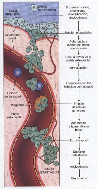 Disseminação vascular Em circulação: - Alvos vulneráveis Vias de disseminação - Tendência para agregação -