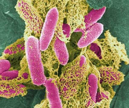 PARÂMETROS MICROBIOLÓGICOS Coliformes fecais e totais - Bactérias encontradas principalmente nos intestinos de animais de sangue quente não representam, por si só, perigo à