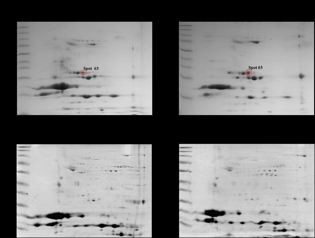 44 spots não apresentaram diferenças significativas quanto a expressão (Fig. 2). O spot 63 diferencial (28 kda; pi 5,6) foi identificado como uma proteína não caracterizada referente ao gene PEX12.