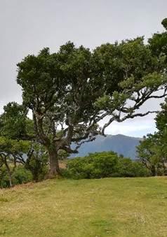 António Jardim de Oliveira 13