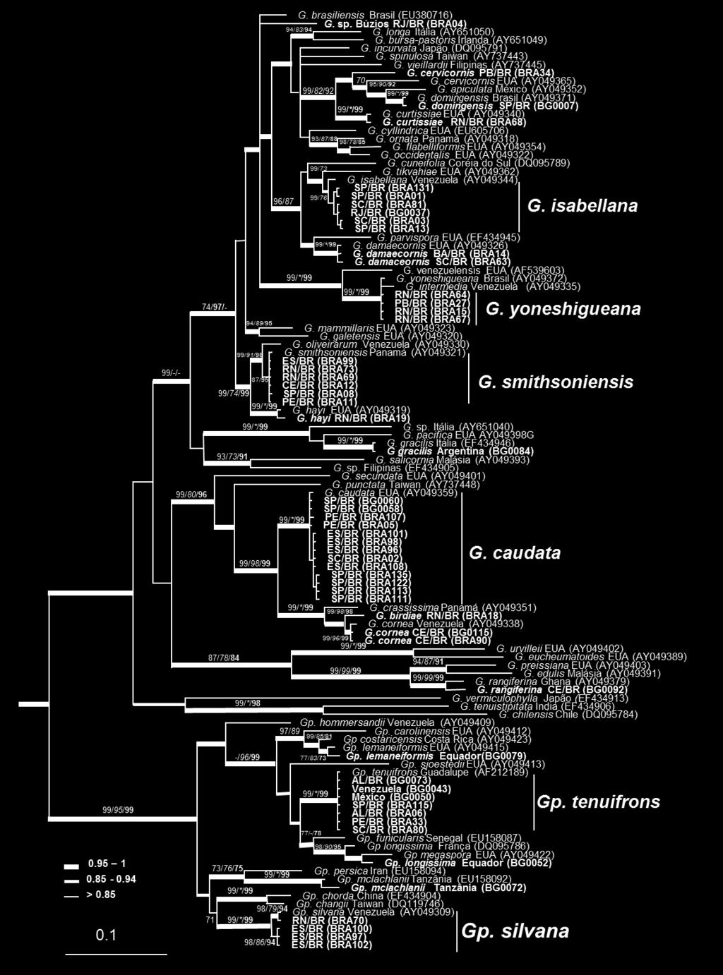 Figura 05: Árvore consenso da Análise Bayesiana para as sequências do marcador rbcl mostrando o agrupamento de espécies do gênero das algas Gracilarióides.
