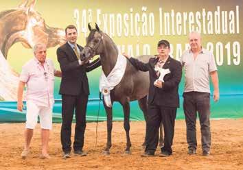 Championships, and new sires emerged with great strength, the 2019 Interstate Show set important milestones to be followed up in the coming shows and