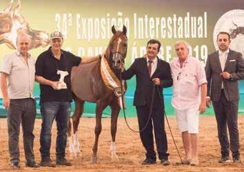 Held on March 15-17 in Indaiatuba, at the Helvetia Riding Center, the 34th Interstate Championship held this year featured 113 animals on the ring to