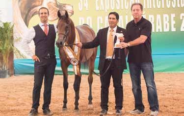 O Campeão Cavalo Prata Fhalik Chall HVP é o candidato do Haras Vila dos Pinheiros para o Campeonato Cavalo Jovem da Nacional.