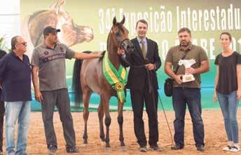 O Bronze Ragnar Rach foi Campeão Nacional Potro Prata 2016, Melhor Cabeça Nacional no mesmo ano e Campeão Nacional Liberdade em 2017.