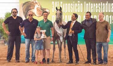 ADULT CHAMPIONS: THE STRENGTH OF HVP AND THE MARWAN AND JAMAAL BREEDS The unanimous Gold Horse Champion, Menton HVP, bred by Jaime Pinheiro s Haras Vila dos Pinheiros, is the two-time Interestadual