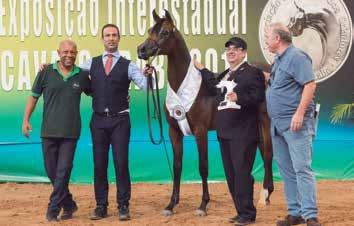 Chrystall é filha do Campeão Nacional Brasileiro e Americano Magnum Chall HVP em Xcentrika Di Eden JM por Eden C e já está classificada para a Nacional.