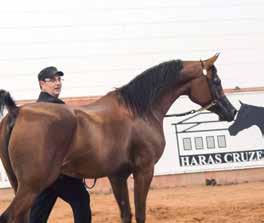 38 Cavalo Árabe JUNIORS CHAMPIONSHIP: NEW SIRES TROTTING IN Three of the six Junior Champions are the sons of young Brazilian sires that are launching their first products in our breed.
