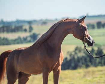 by Vinícius Viana 2019 Gold Champion Junior Colt Expo Mogiana 2019