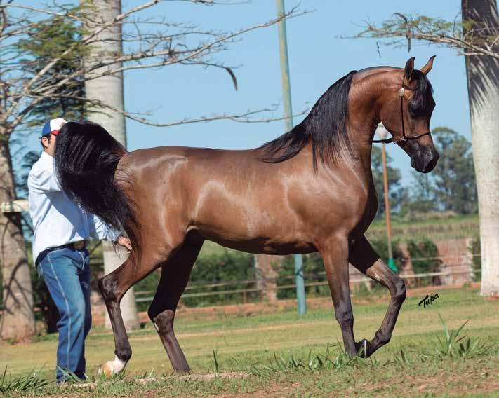 Champion 3 Year Old Stallion JUPITER RACH *AAS Elishahh x Jasmin