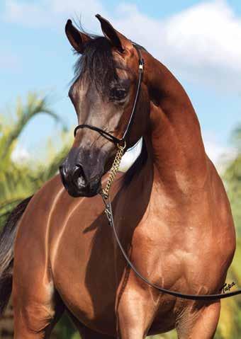 Scottsdale Champion Signature 3year Old Mare PREFERIDA RACH *Bandit SRA x