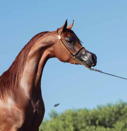 Young Mare PARADOX RACH *Bandit SRA x Persephone Rach by Vulcano HVP 2018