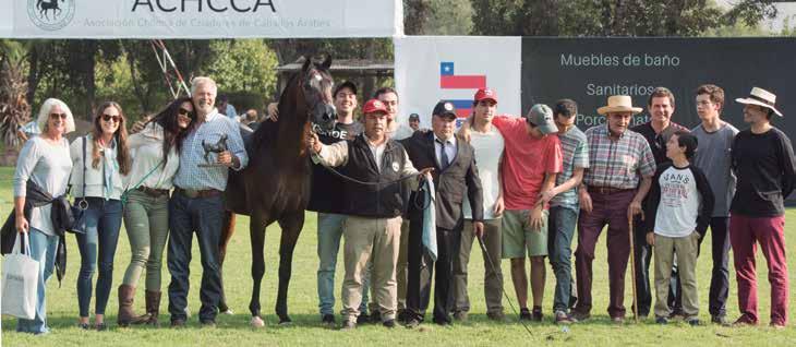 H Campeão Cavalo Prata / Silver National Stallion, Jazeer de Wiec - Haras Panquehue da família Bulnes e Águas Claras de Herman Chadwick Campeão Cavalo Ouro / Gold Stallion, LL Alamein - Haras