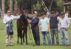 A Campeã Bronze Gloriosa El Power dos Haras Panquehue e Águas Claras também representa o novo na criação chilena.