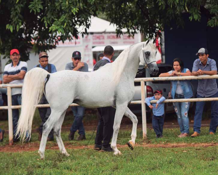 coudelaria para criar cavalos com a finalidade de patrulhar as fronteiras.