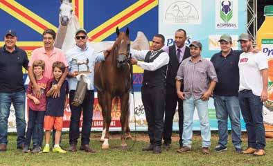 REPRODUTORES DO MATO GROSSO DO SUL SE DESTACAM Campeão Cavalo Bronze, S&S Zahran El Gazal do Haras El Zahran-MS Na pista Eduardo