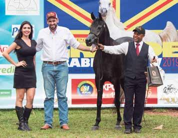 Thee Apprentice, pai das três Campeãs Juniores Fêmeas e Mashoor Al Mohamadia, pai das Campeãs Potrancas Ouro e Prata.