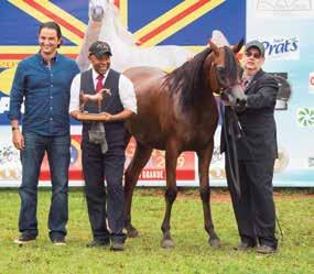 Fêmea Ouro, Esperança Al Jade do Haras Al Jade-MS Campeã Jr.