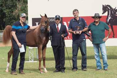 Macho Bronze / Bronze Jr Colt, Magnar Rach - Rach Stud-MG Campeã Jr.