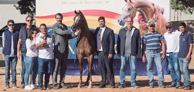 Ele é filho de Dominic M por *DA Vinci FM e teve três participações em exposições brasileiras sendo Campeão nas três, inclusive Campeão Potro da Nacional 2013.