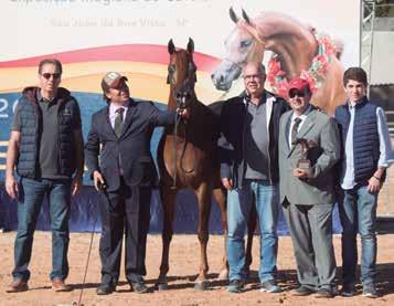 through the sunny ring of São João da Boa Vista, and granted the highest prize to Uruguayan horse *Preludio OSB, and the mare HDF Munique, as Gold Champions in the show s adult category.