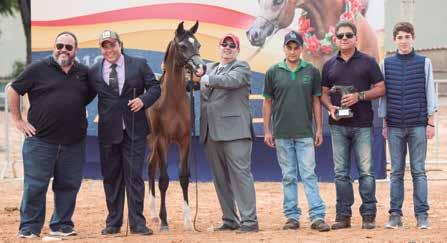 A Prata é Alana HVP filha da campeoníssima *JR Burmagny por Burman HVP, destaque da atual reprodução do Haras Vila dos Pinheiros e a Bronze Divine D Vaalente JM é uma filha de *Vaalente por DA