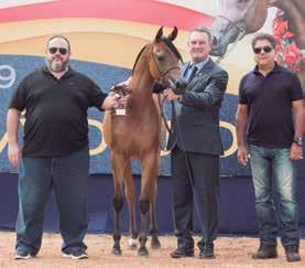 by Vulcano HVP out of AF Hanolina, by *Delmar. Ragnary was bred by Raphael Casquel of Haras Gran Via and exhibited by Vinícius Viana.