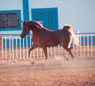 Filly the Gold and Silver Champions of this show. The unanimous Gold Champion, Latifa MAM, which had already won the gold in Bragança, is bred by Michel Morelato s Haras Dona Francisca-SC.