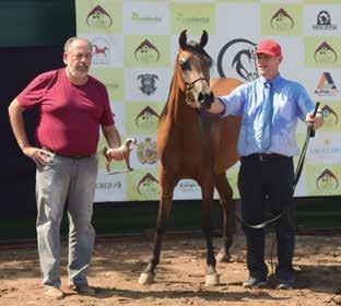 O Campeão Bronze Haythan El Chall LGM, que já foi Campeão Cavalo unânime da Copa Brasil na Nacional 2017, é criação de Duda Malpici do