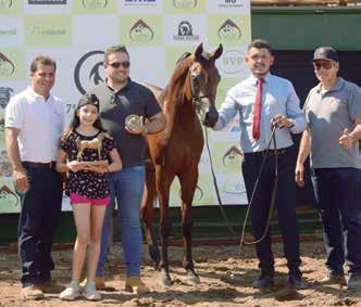 Haythan é neto de El Nabila B através de Ghadyir Serondella em Gaboretta JM por Don El Chall.