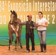 Cavalo Ouro em Indaiatuba e Bragança e Prata em São João,