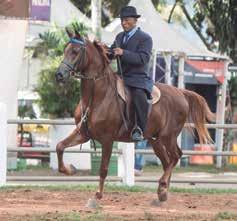 Adilson Faleiro do Haras JM Campeão