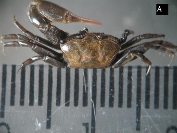 Figura 1. Uca victoriana von Hagen. (A) Macho; (B) carapaça dorsal do macho; (C) fêmea; (D) apêndices ambulatórios da fêmea. Foto: Dayane Pereira. 2.