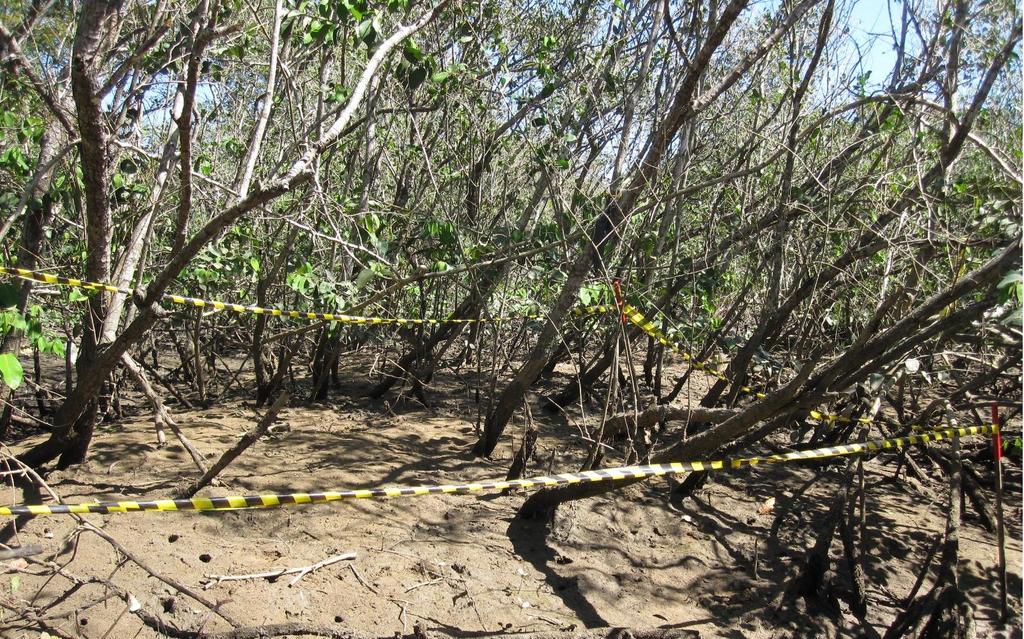 Figura 6. Terceira parcela no manguezal de Itacuruçá/Coroa Grande, Baía de Sepetiba, RJ.