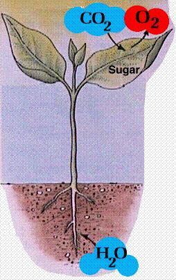 Recurso natural renovável: fixa CO 2 Madeira (celulose): é obtida a