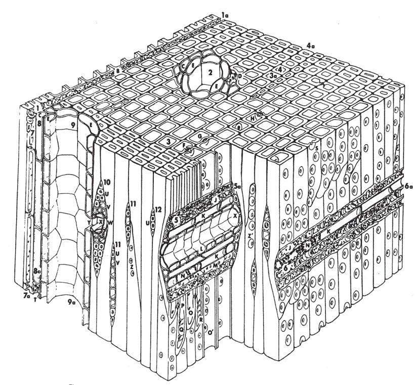 Coníferas softwood