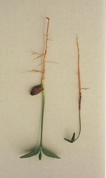 a) Germinação de sementes de uma variedade tolerante (à esquerda), e