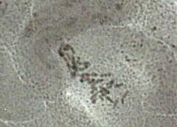 a) Célula contendo 36 cromossomos; b) Morfologia foliar da planta híbrida e de seus parentais; c)