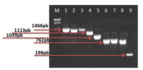 Figura 2.Produtos de PCR amplificados com o par de primers RevMax/pBIrev.
