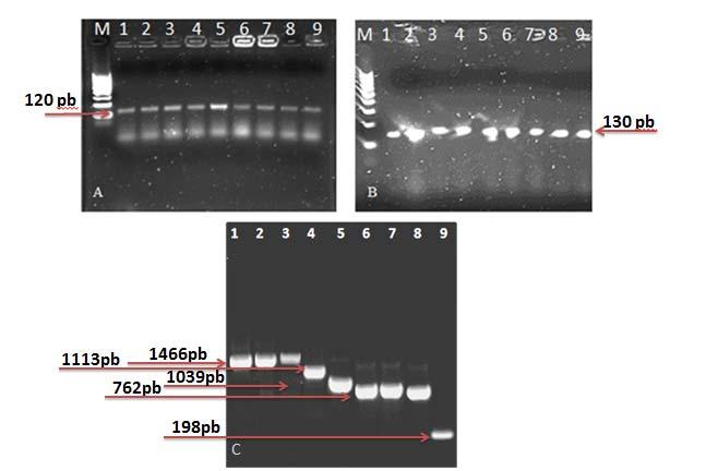 A integridade do DNA plasmidial recombinante das colônias de A.