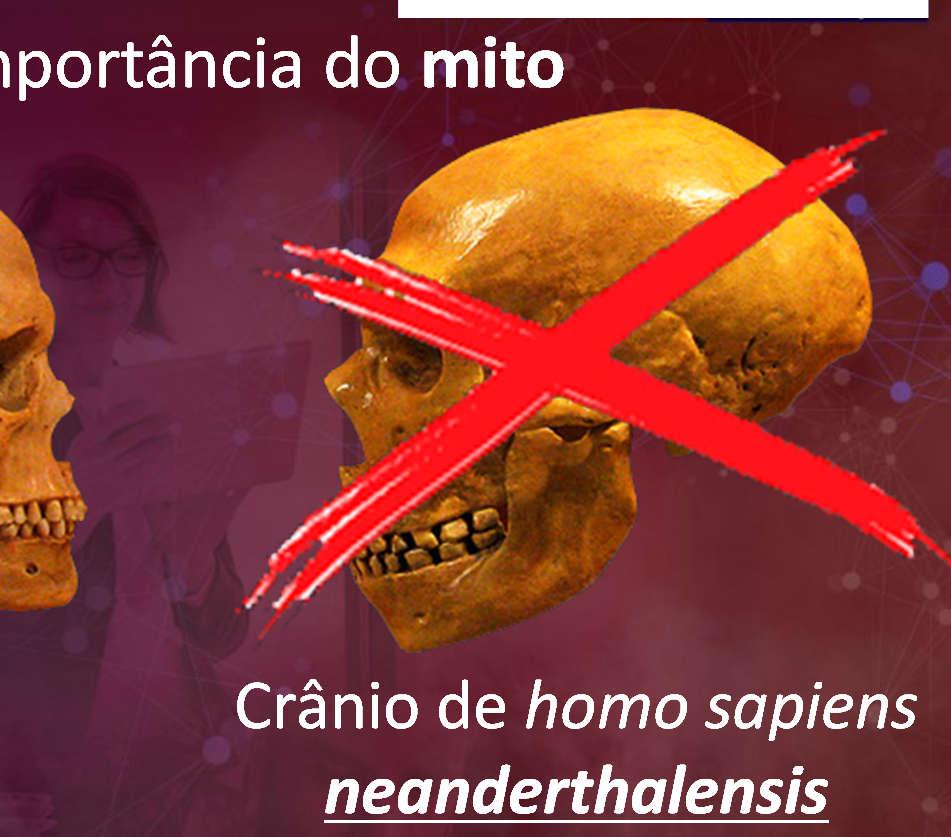 homo sapiens sapiens Crânio