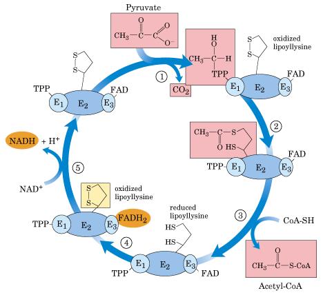 O complexo multi-enzimático de piruvato desidrogenase: Formação de acetil-coa Piruvato + coenzima A + NAD + AcetilCoA + NADH + CO 2 Piruvato desidrogenase (E1) Transferência do