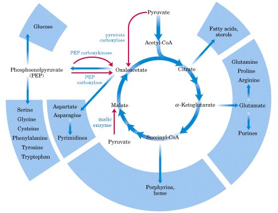 Funções anfibólicas do ciclo de Krebs Vias anapleróticas fornecem intermediários do ciclo.