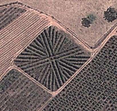 MANEJO DE HASTES EM CAFEEIROS RECEPADOS, SISTEMA SEMI ADENSADO (3,0 x 0,5m), NA MÉDIA MOGIANA DE SÃO PAULO Espírito Santo do Pinhal- SP