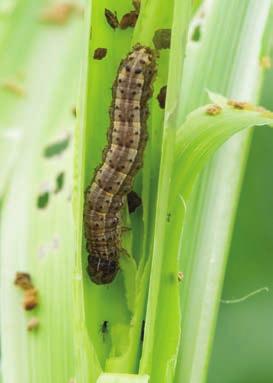 (Spodoptera frugiperda) e