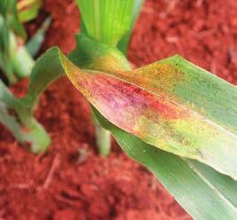 Conheça as principais pragas que atacam o sorgo As principais